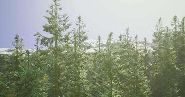 CGI Lush green coniferous forest under blue sky and sunlight on a summer day video