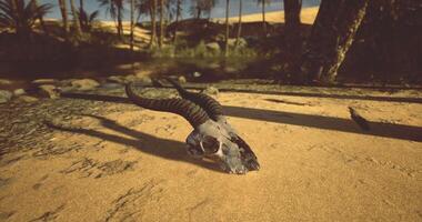 CGI Desert landscape featuring animal skull on sandy ground near oasis video