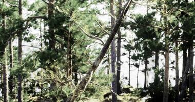 CGI Pine trees sway gently by the lake under bright sunlight in a forest setting video