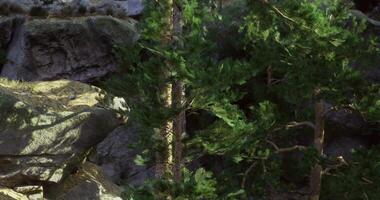 CGI Sunlight filtering through tall trees in a rocky forest landscape video