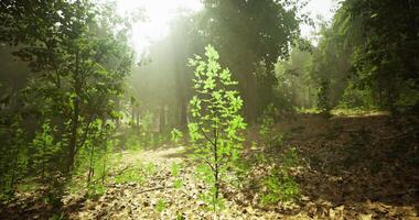 CGI Sunlight filtering through trees in a vibrant green forest setting video