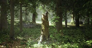 CGI Stump surrounded by lush greenery in a serene forest setting video
