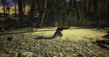 CGI Horned creature resting in a desert oasis with palm trees and rocks video