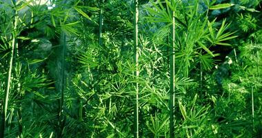 CGI Lush green tropical plants thrive in a vibrant natural environment video