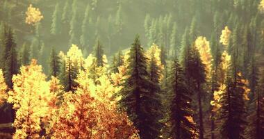 CGI Autumn trees in a serene forest capture the beauty of nature and tranquility video