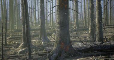 CGI Burnt forest landscape shows devastation from wildfire aftermath video