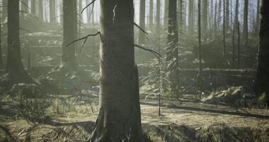 CGI Majestic forest landscape with sunrays filtering through trees at dawn video