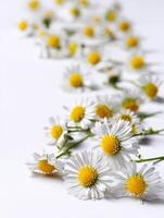 Small white daisy flowers beautifully arranged on a pristine white background photo