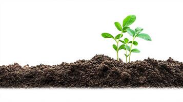 A mound of rich, dark soil against a crisp white background photo