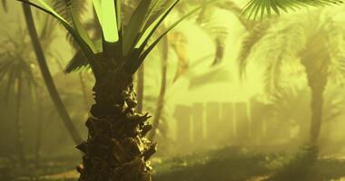 CGI Tropical landscape featuring palm trees and misty background at dusk video