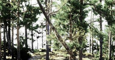 CGI Pine forest landscape with sunlight filtering through trees in summer video