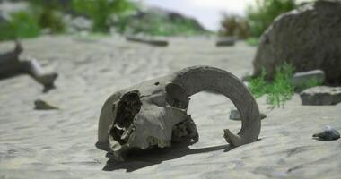 CGI Skull of a ram rests on sandy terrain surrounded by sparse vegetation video