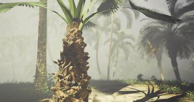 CGI Beautiful tropical palm tree surrounded by lush foliage in serene environment video
