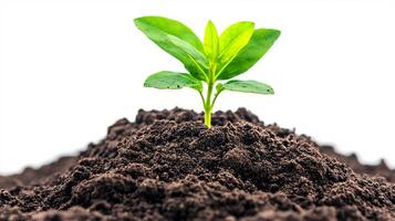 Detailed view of a soil pile with rich minerals on a clean backdrop photo