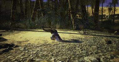 CGI Desert landscape with mystical creature under a twilight sky in quiet solitude video