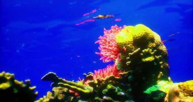 CGI Colorful coral reef teeming with diverse marine life in clear blue water video