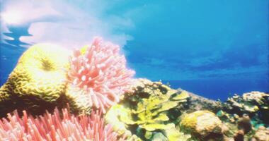 CGI Vibrant underwater coral reef ecosystem showcasing marine life diversity video