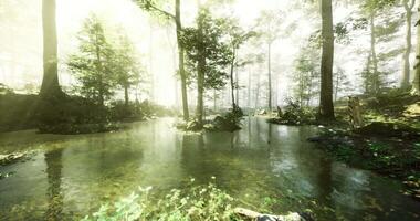 CGI Sunlight filters through trees over a serene pond in a tranquil forest video