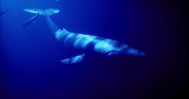 CGI Majestic whale gliding through deep blue ocean waters in tranquil setting video