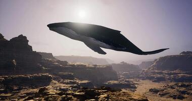 CGI Whale soaring above the rocky cliffs of the Grand Canyon at sunset video