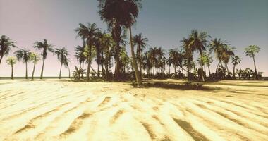 CGI Vacation paradise with palm trees and golden sands on sunny beach video