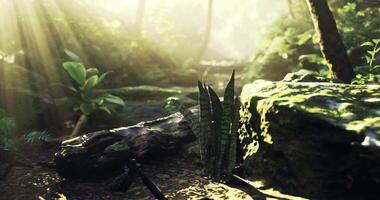 CGI Sunlight filters through trees in a lush forest setting showcasing plants video
