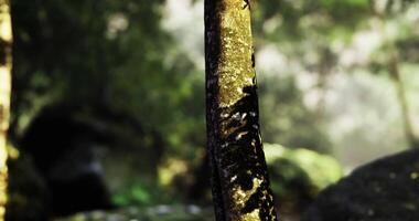CGI Exploration of a tranquil forest with sunlight filtering through trees video