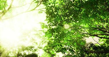 cgi luz solar filtrando através exuberante verde árvore folhas dentro uma tranquilo floresta configuração video
