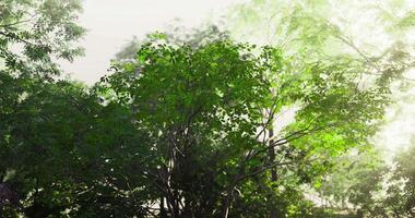 CGI Green foliage visible under soft morning light in a peaceful forest area video