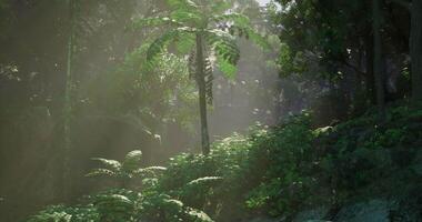 CGI Sunlight filters through lush trees in a vibrant tropical jungle video