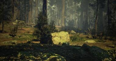 CGI Sunlight filtering through trees in a tranquil forest clearing video