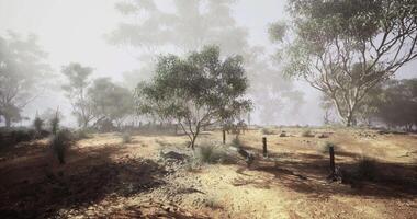 CGI Misty afternoon in a serene Australian landscape with eucalyptus trees video