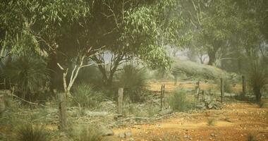CGI Dry and dusty landscape featuring sparse vegetation under a hazy sky video