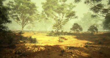 CGI Misty morning in an Australian bushland with trees and earthy tones video