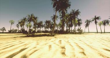 CGI Golden sands and palm trees under clear sky at beach during daytime video