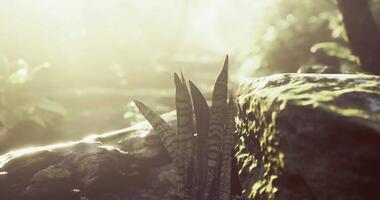 CGI Sunlight filtering through forest trees highlighting lush green ferns video