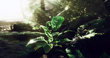 CGI Lush green plant basking in sunlight within a serene forest environment video