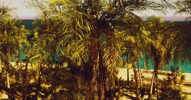 CGI Lush tropical palms sway near a tranquil beach on a sunny day video