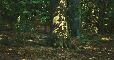 CGI Sunlight filtering through trees creating patterns on forest floor video