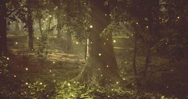 CGI Magical forest setting illuminated by glowing fireflies during dusk video