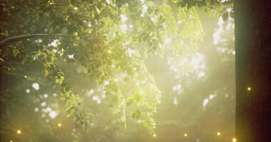 CGI Sunlight filtering through leafy trees in a serene forest setting video