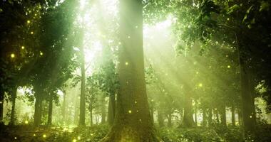 CGI Mysterious forest ambiance with glowing elements during golden hour video