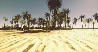 CGI Sandy beach with palm trees under clear sky near the ocean on a sunny day video
