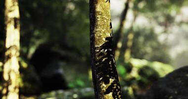 CGI Natures beauty captured through sunlight on a tree in a forest setting video