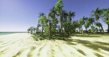 CGI Sunny beach with palm trees and clear blue sky in tropical paradise setting video