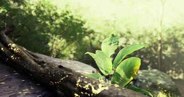 CGI Lush green plant growing on a mossy rock in a vibrant forest setting video
