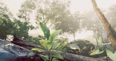 CGI Lush green plants thriving among fallen logs in a misty forest video