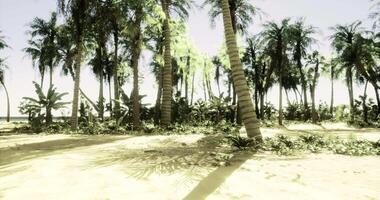 CGI Lush tropical landscape with palm trees and vibrant greenery by the beach video