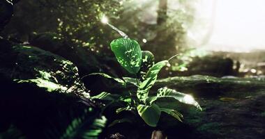 cgi vibrante verde plantar crescendo dentro uma exuberante floresta iluminado de luz solar video