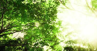 cgi luz solar filtrando através exuberante verde folhas dentro uma vibrante floresta video